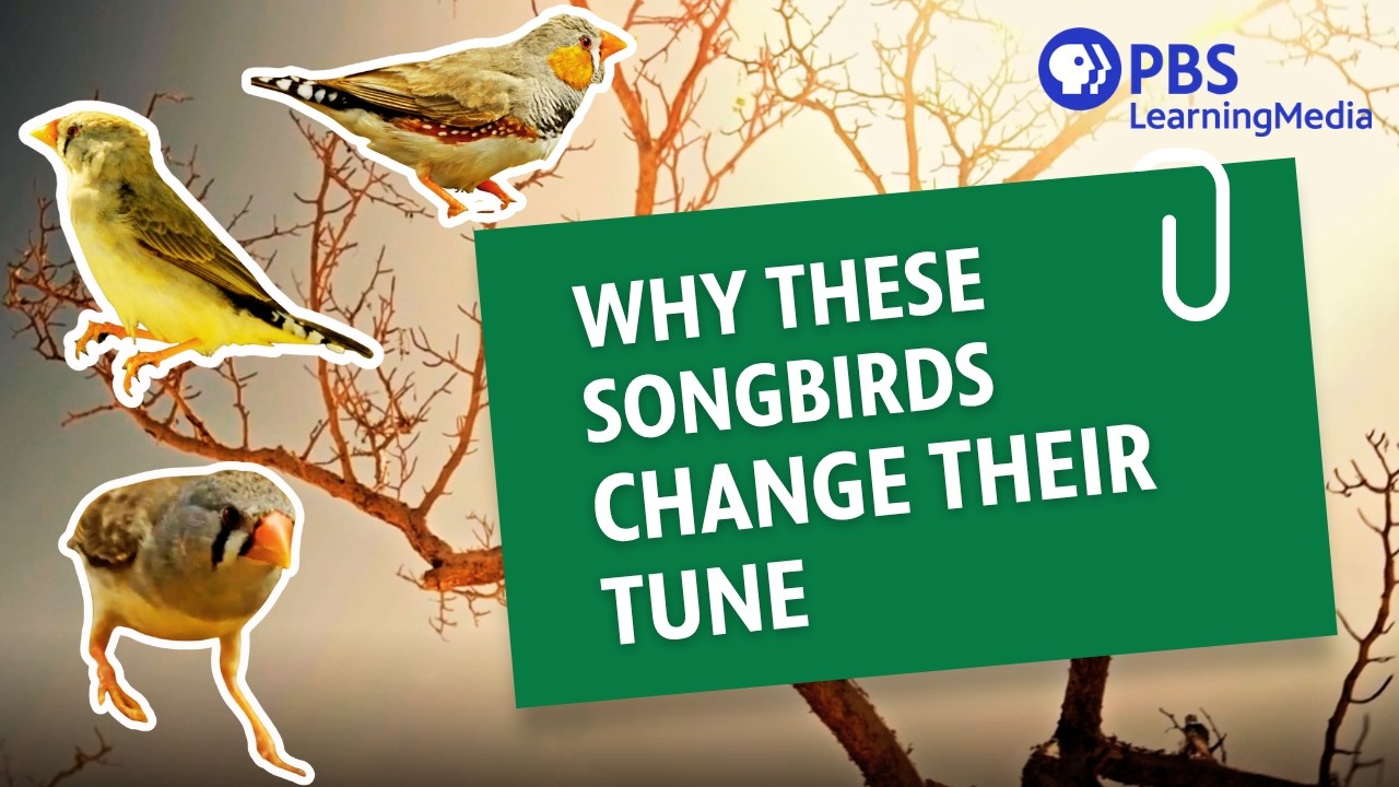 Evolution in One Generation? This Bird Proves It