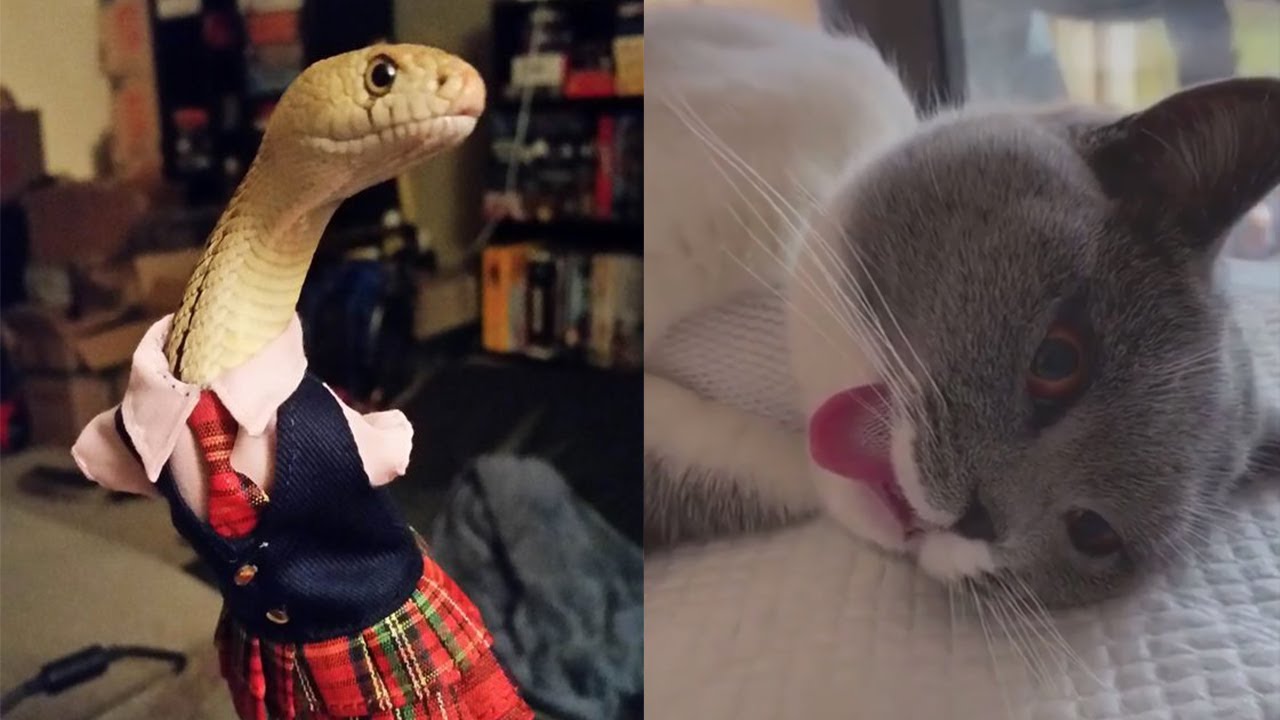 😂 Too Funny Too Cute 🐱 The Most Funny & Adorable Cats - 😂 Pets Paws 😂 TV Video 2020