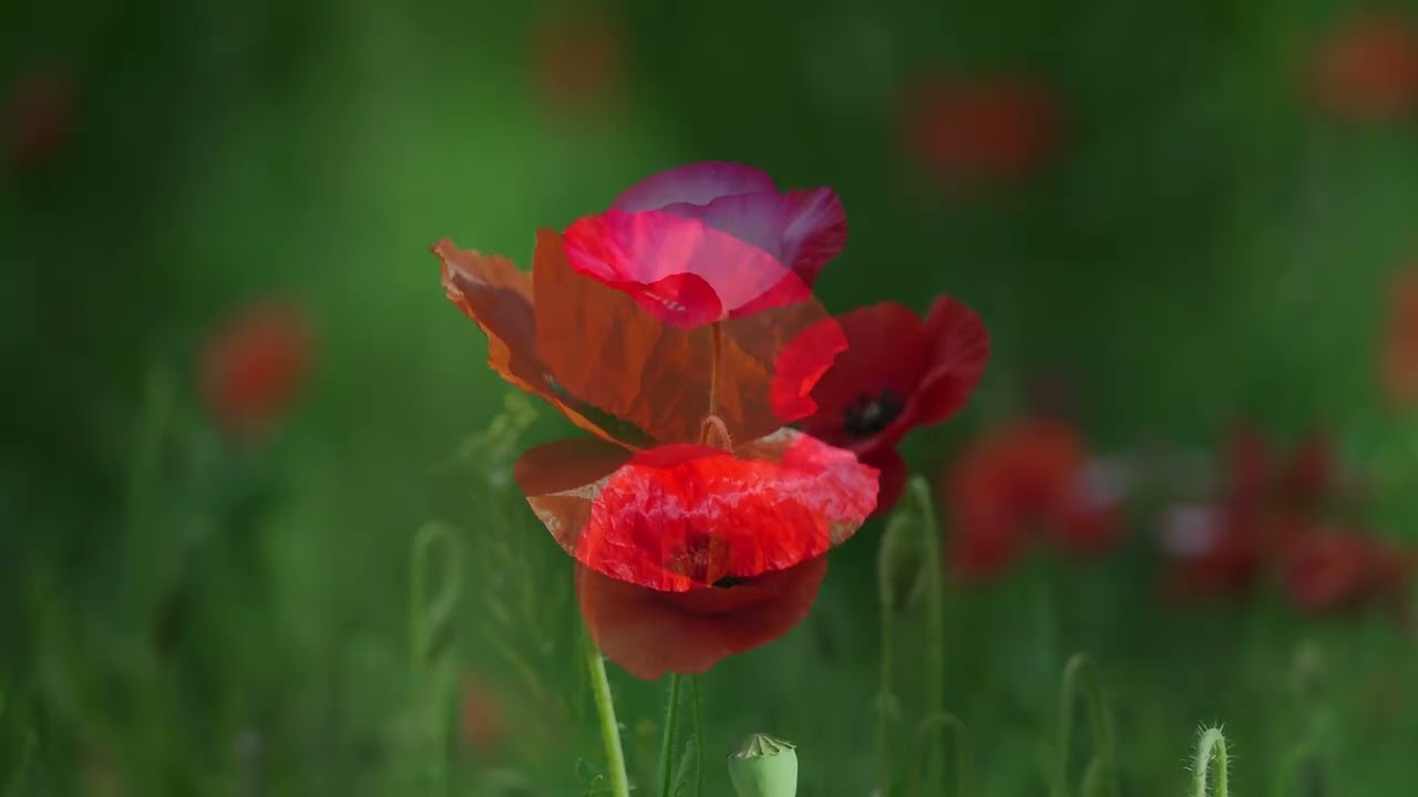 Inspirational Instrumental Music for Focus, Motivation & Peace, Relaxing Music, Meditation #6