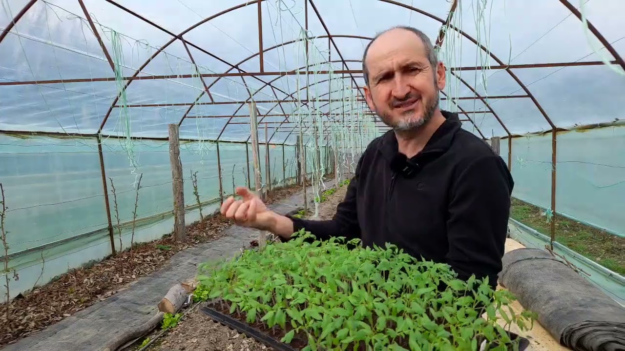 Repicarea tomatelor pentru cresterea vigorii plantei