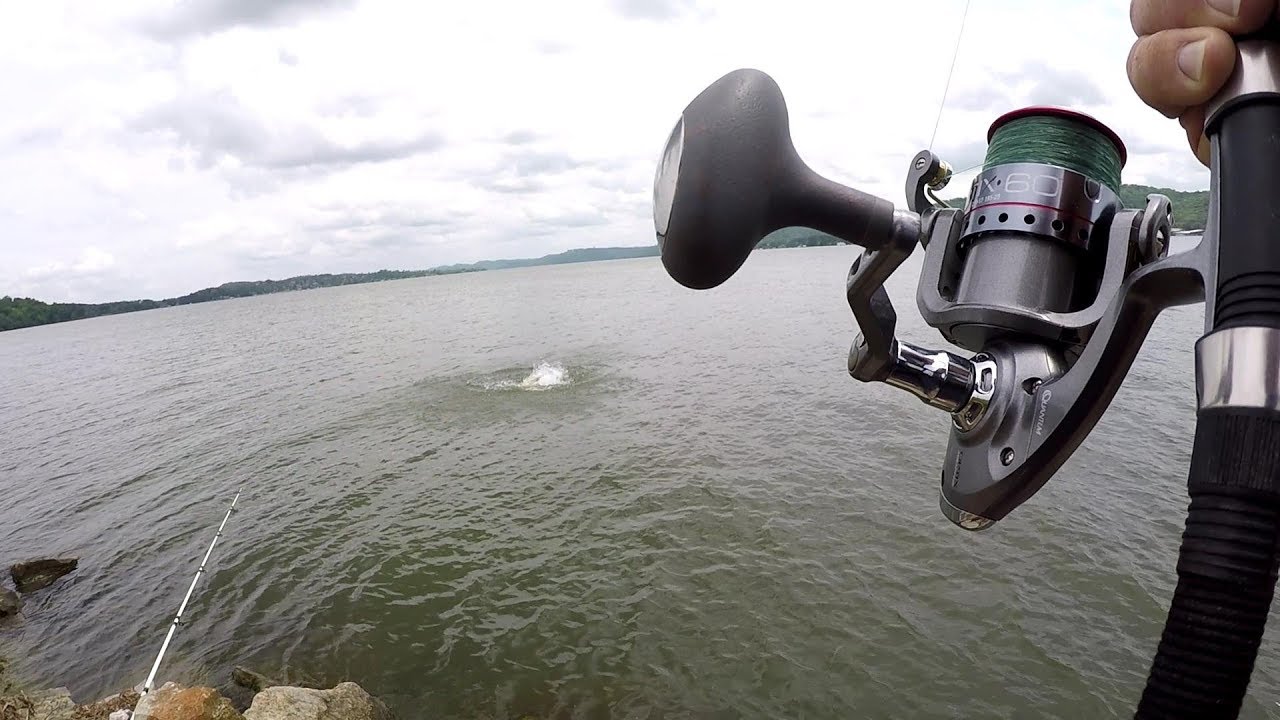 Catfishing From The Bank - Three Catfish One Skipjack Bait!