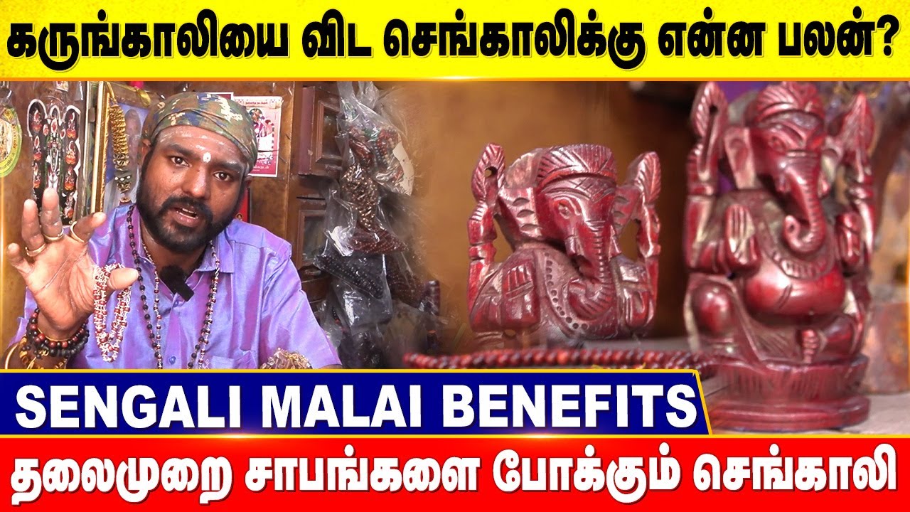 அதிஷ்டமும் தெய்வீக தன்மையும் நிறைந்த செங்காலி | செங்காலி மாலை பயன்கள் | SENGALI MALAI BENEFITS TAMIL