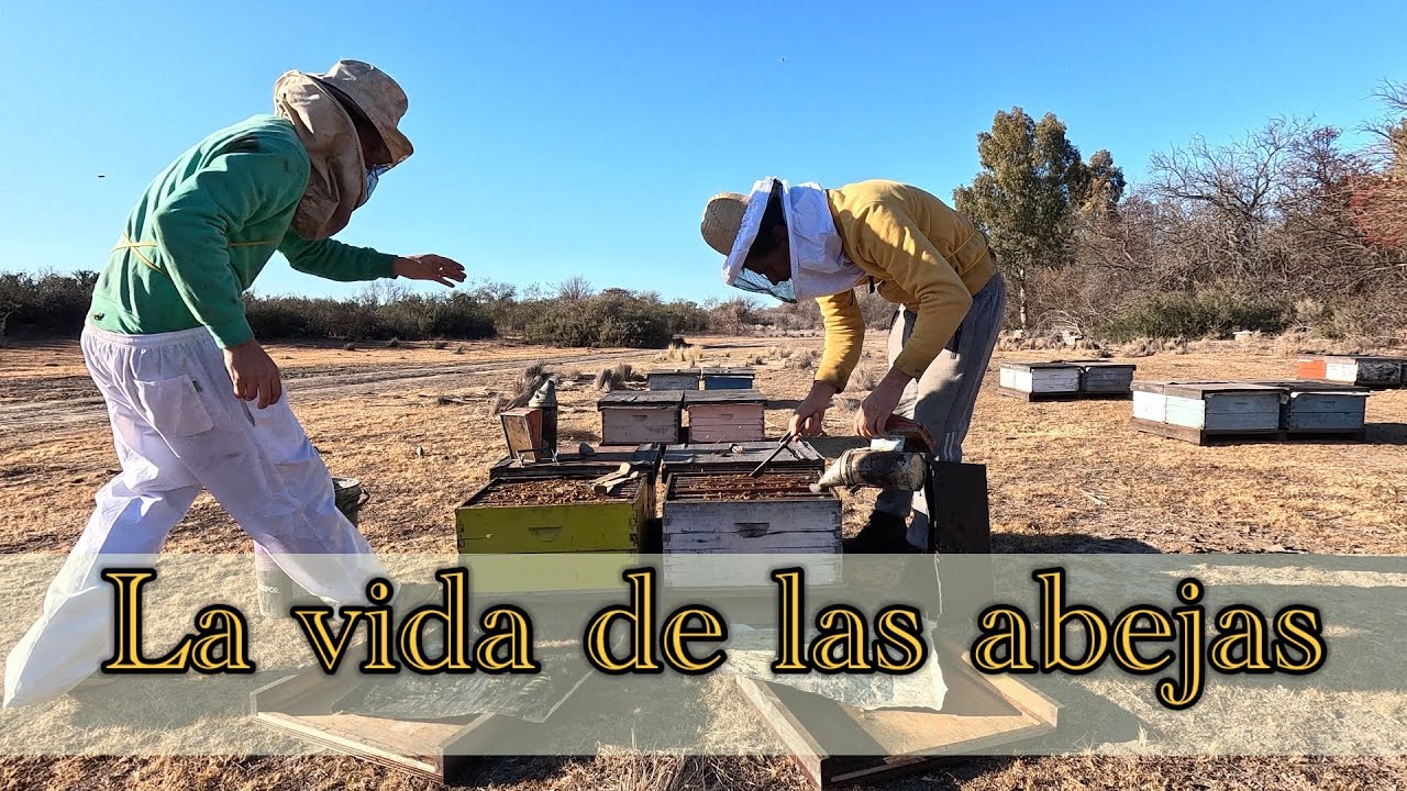 La Salud de nuestras abejas. Un chequeo muy habitual 