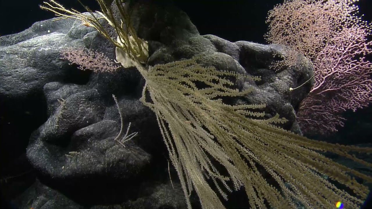 Incredible Marine Diversity of the Haaheo Seamount (PMNM) | Nautilus Live