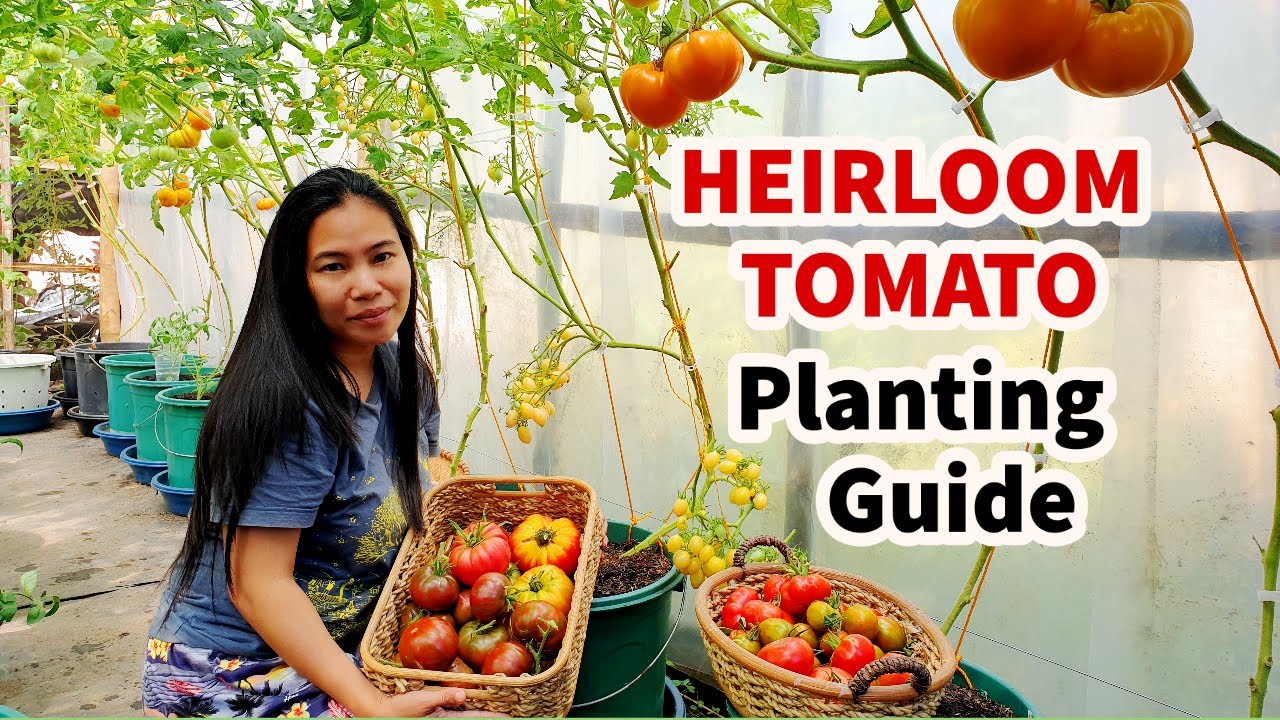 Ultimate Guide to Growing Tomatoes in Containers: A Step-by-Step Guide | Paano Magtanim ng Kamatis