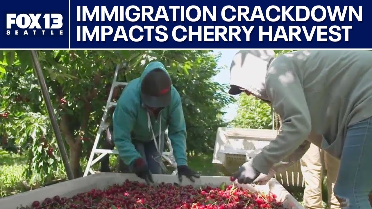 Washington cherry picker labor shortage | FOX 13 Seattle