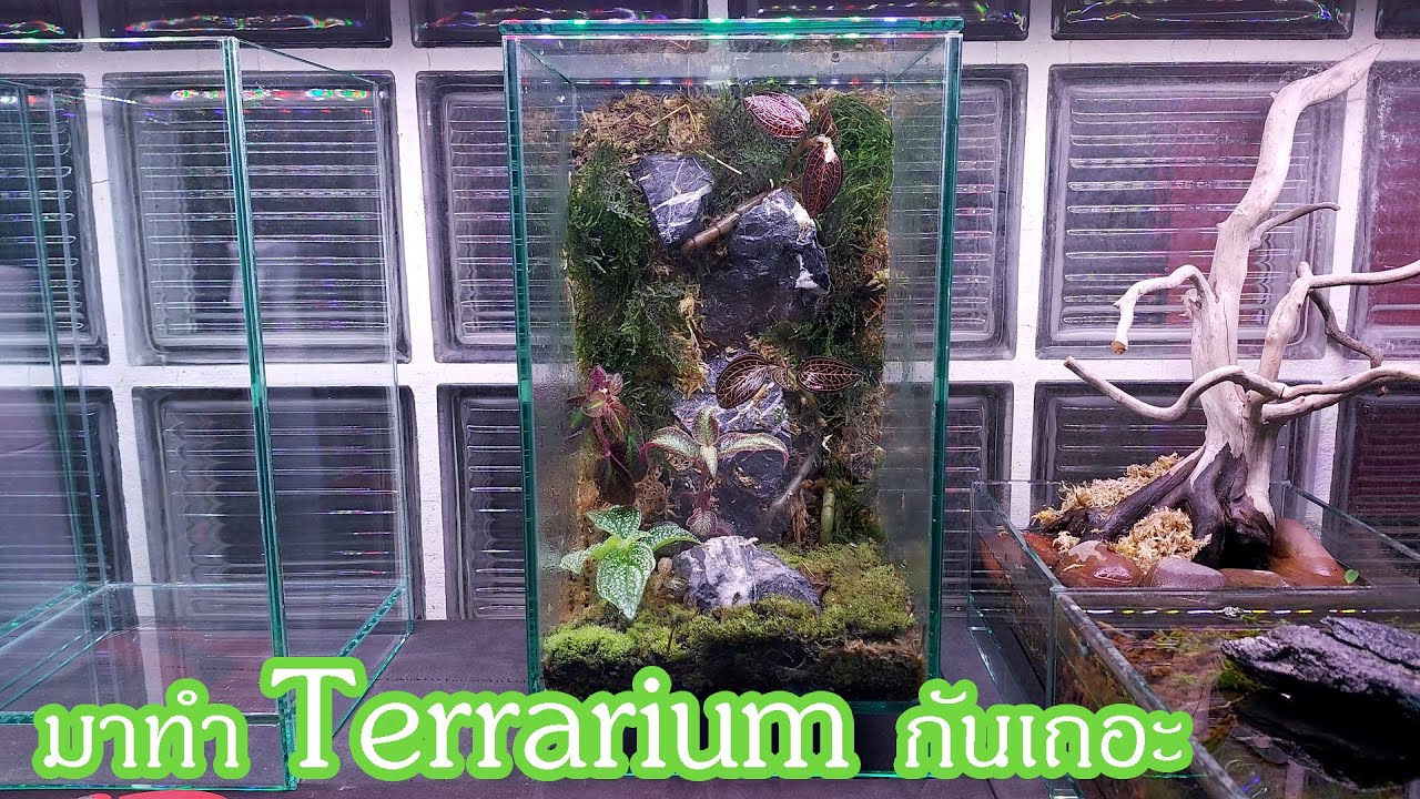 มาทำ Terrarium กันเถอะ