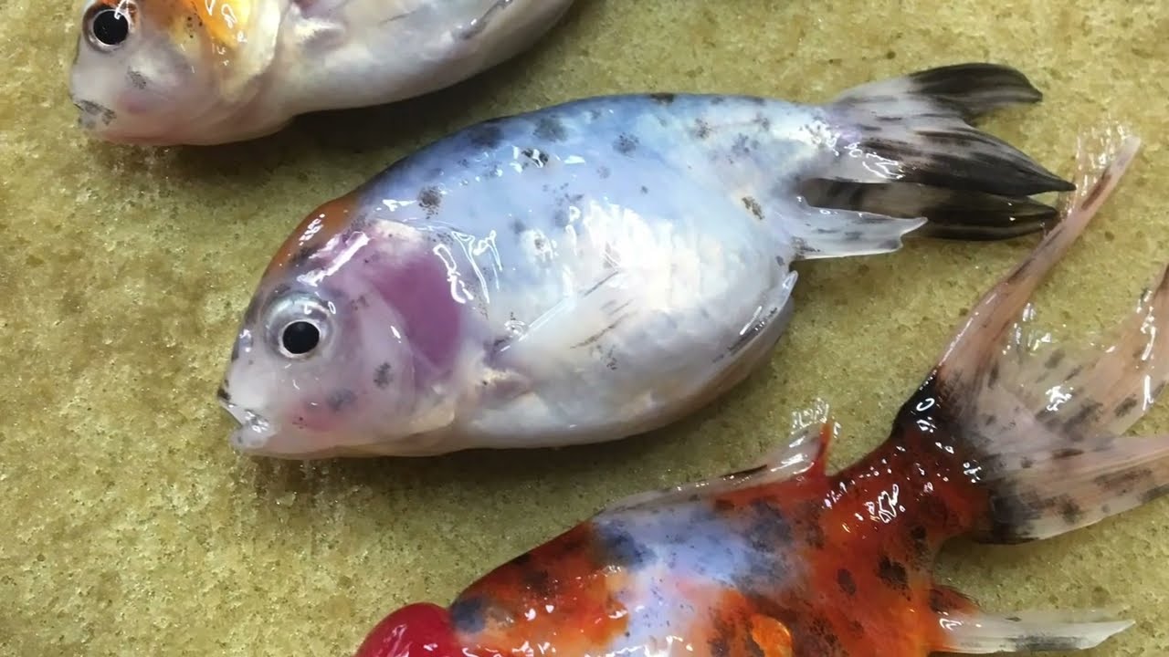 Ryby ozdobne - Karaś złota rybka (Carassius auratus) cz.2