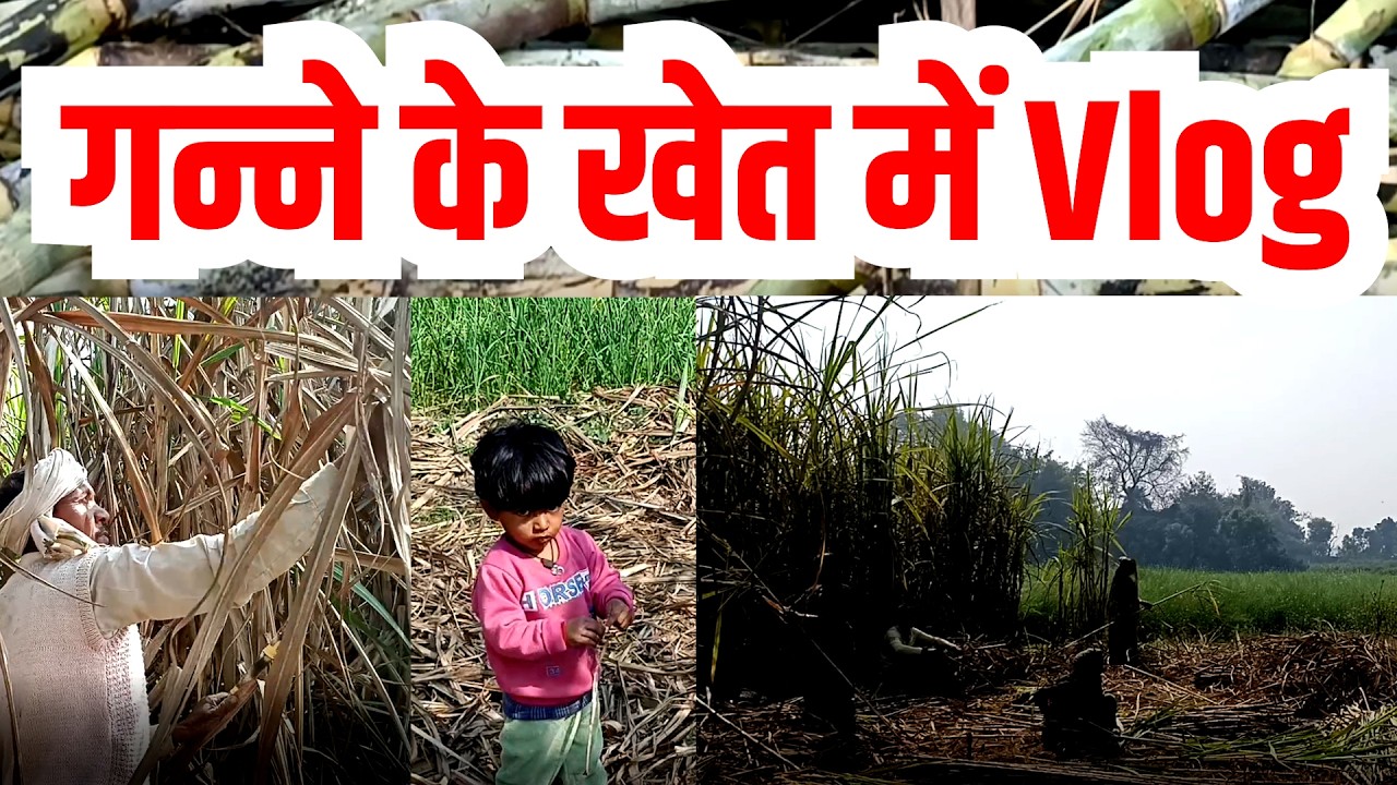 Ganne ki kheti kaise karte hain गन्ने की खेती कैसे करते हैं | Village | village life | farmer | Vlog