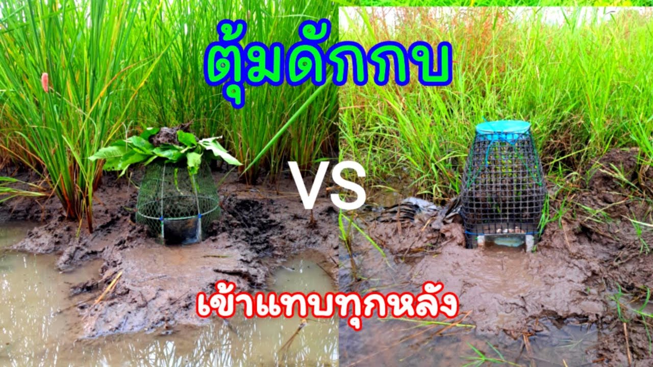 #ตุ้มดักกบ #ดักกบนา หมานสุดๆกับวิธีนี้