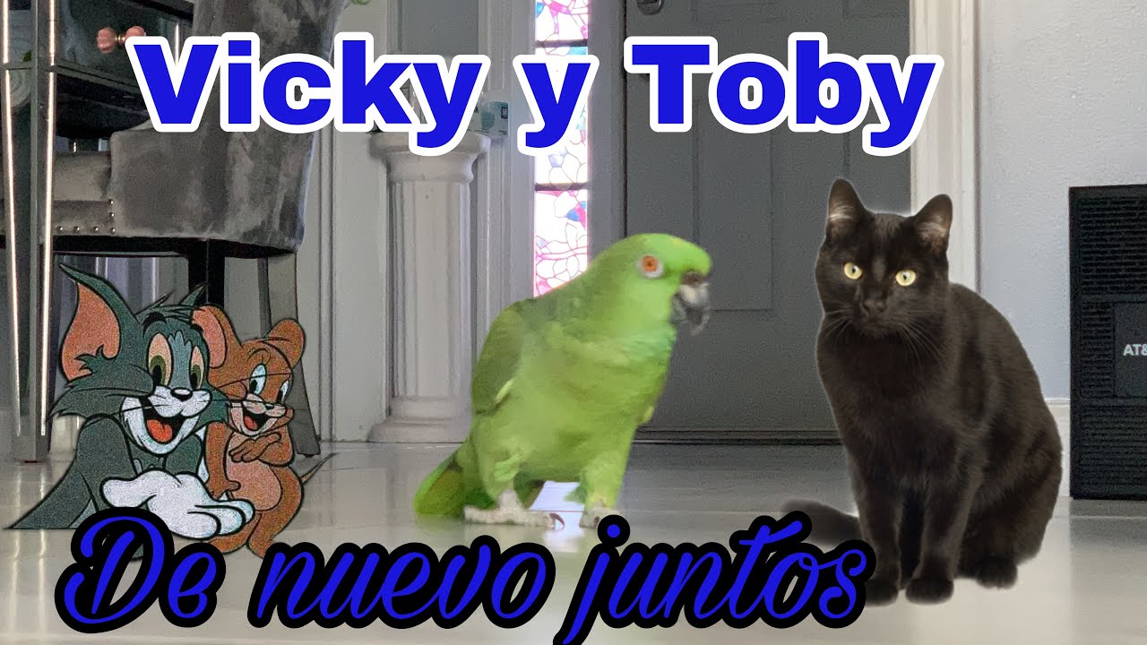 Loro llorando porque su gato no Quiere jugar con el/Loro feliz porque su gato salió del hospital￼