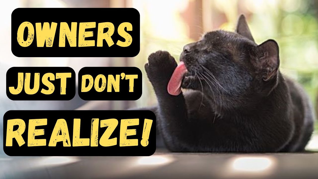 Never Ignore THIS Vital Message Your Cat Is Sending You