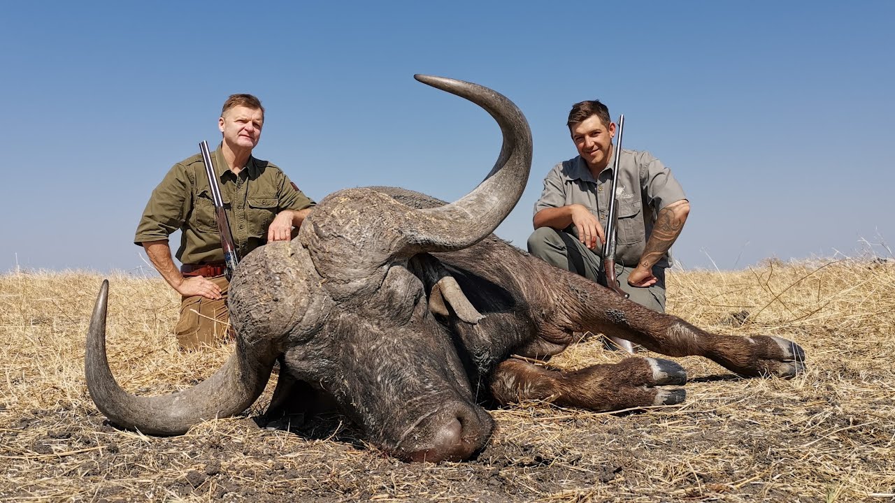 3 Buffalo and a Lion by double rifle in South Africa!