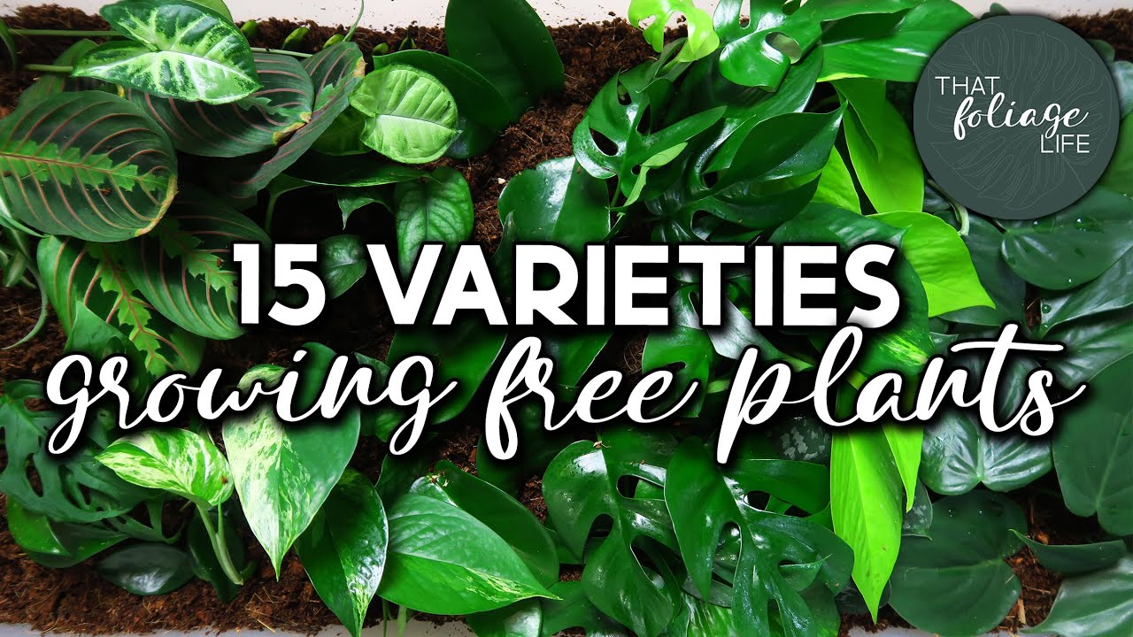Easy to Propagate Houseplants you can GROW FOR FREE! (propagate with me)