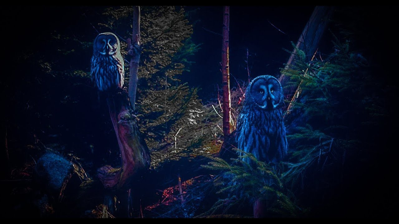 12 Hours Owl Forest Night Sound Sleep, Relax,