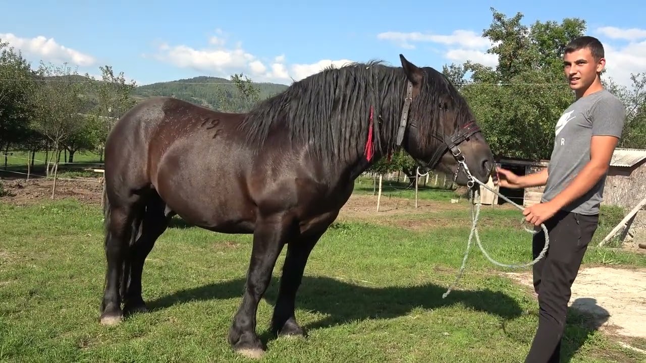 Caii lui Petru Matei de la Oncesti, Maramures - 2023 Nou!!!