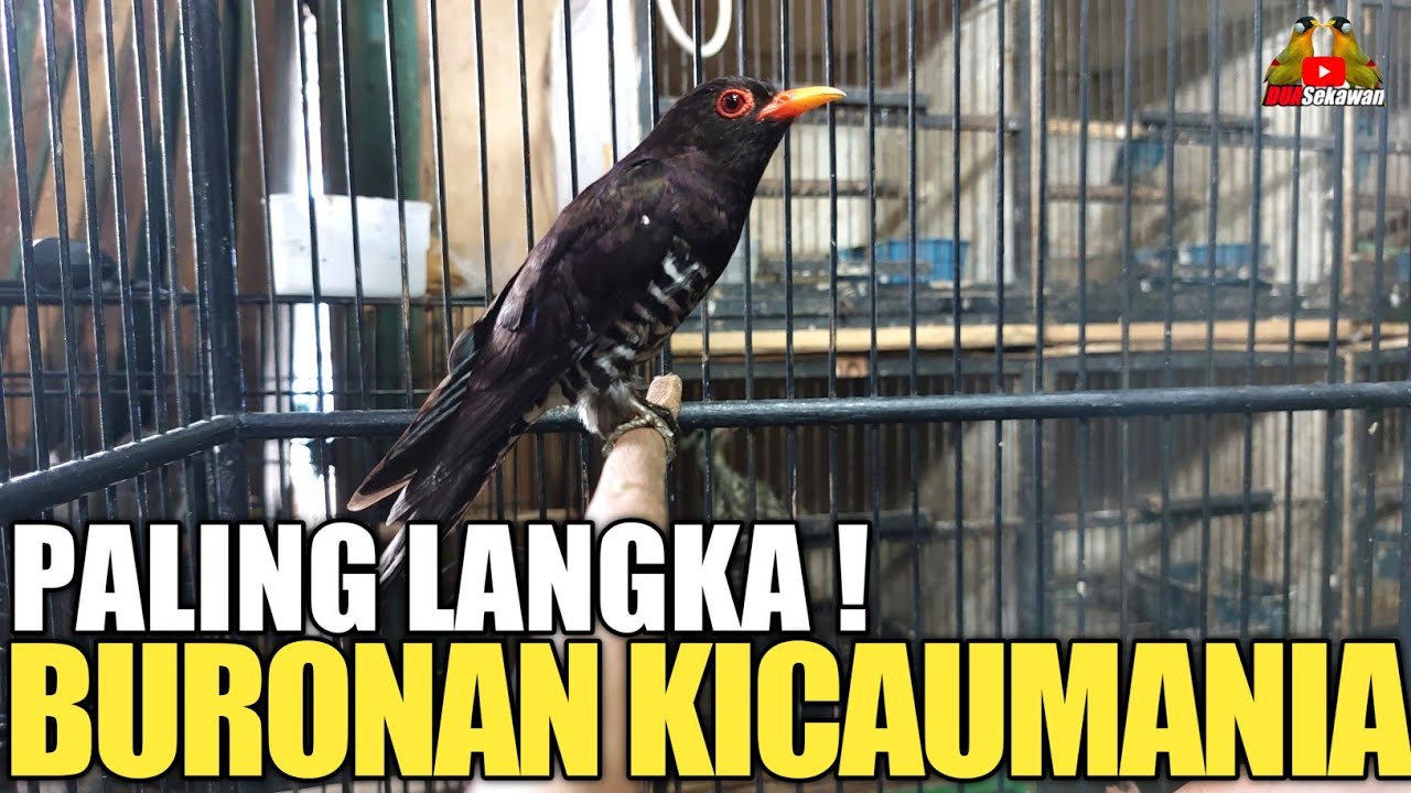 ADA BURUNG PALING LANGKA BURONAN KICAU MANIA DI KIOS PASAR BURUNG PRAMUKA