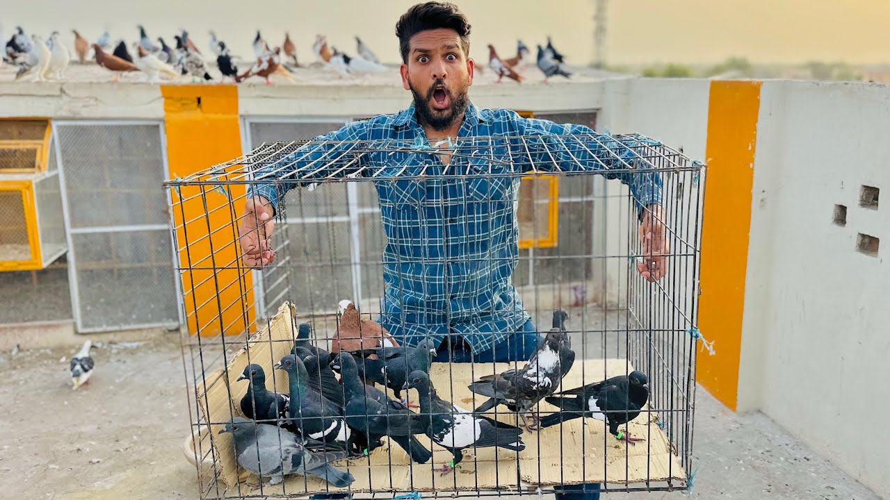 Aaj 20 kabutaron ko khareed kar lay aye 😱😳