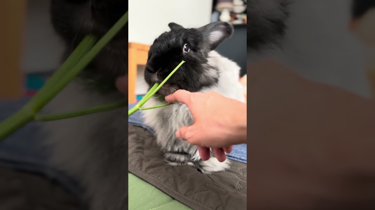 Shadow enjoys some dill. 