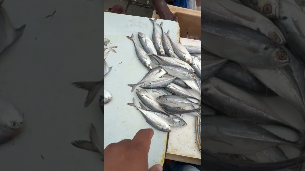 Yeh Dekho Paplet | Malad Fish Market | Mumbai Fish Market | Wholesale Fish Market