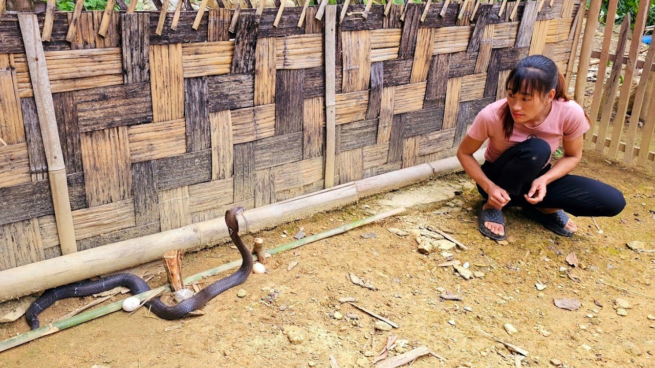 Successful cobra trap - This is the culprit who stole my chicken eggs - Live With Nature