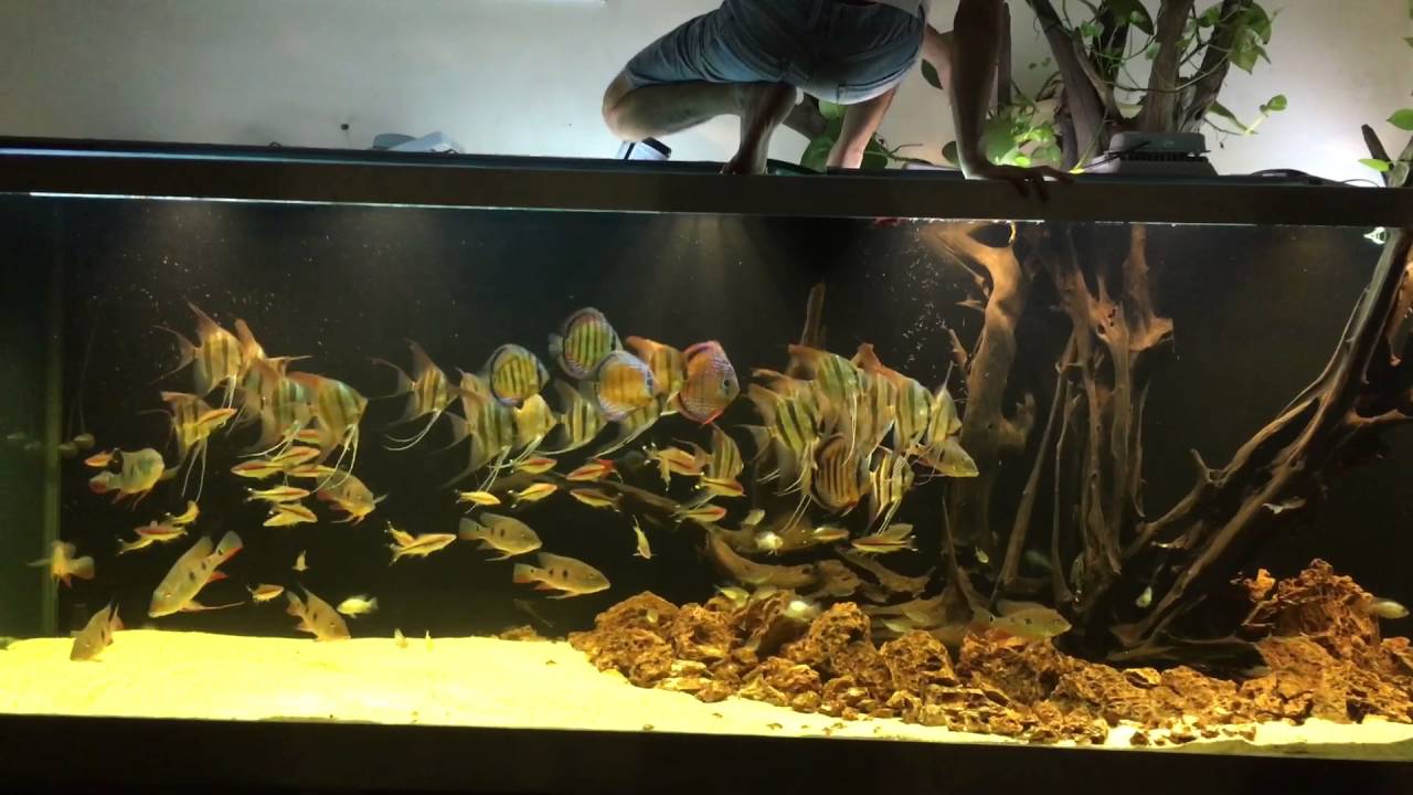 Altum rio atabapo