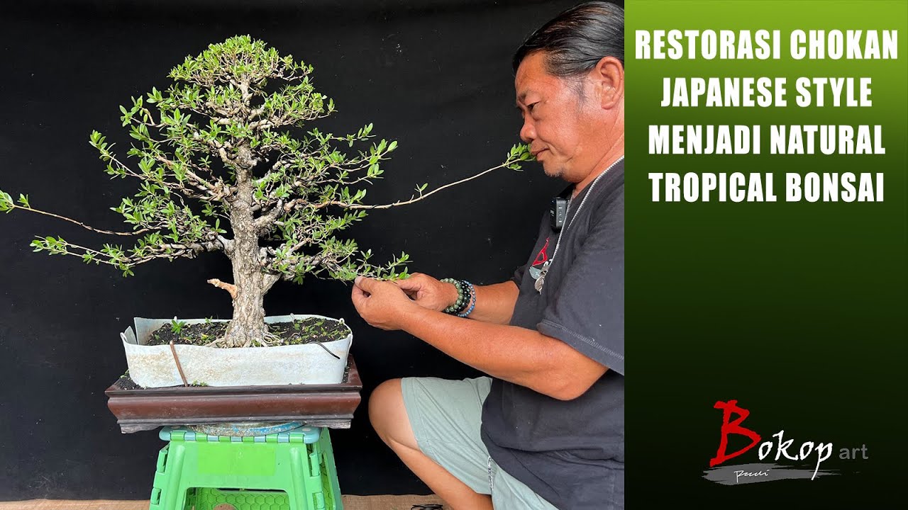 RESTORASI CHOKAN JAPANESE STYLE MENJADI NATURAL TROPICAL BONSAI