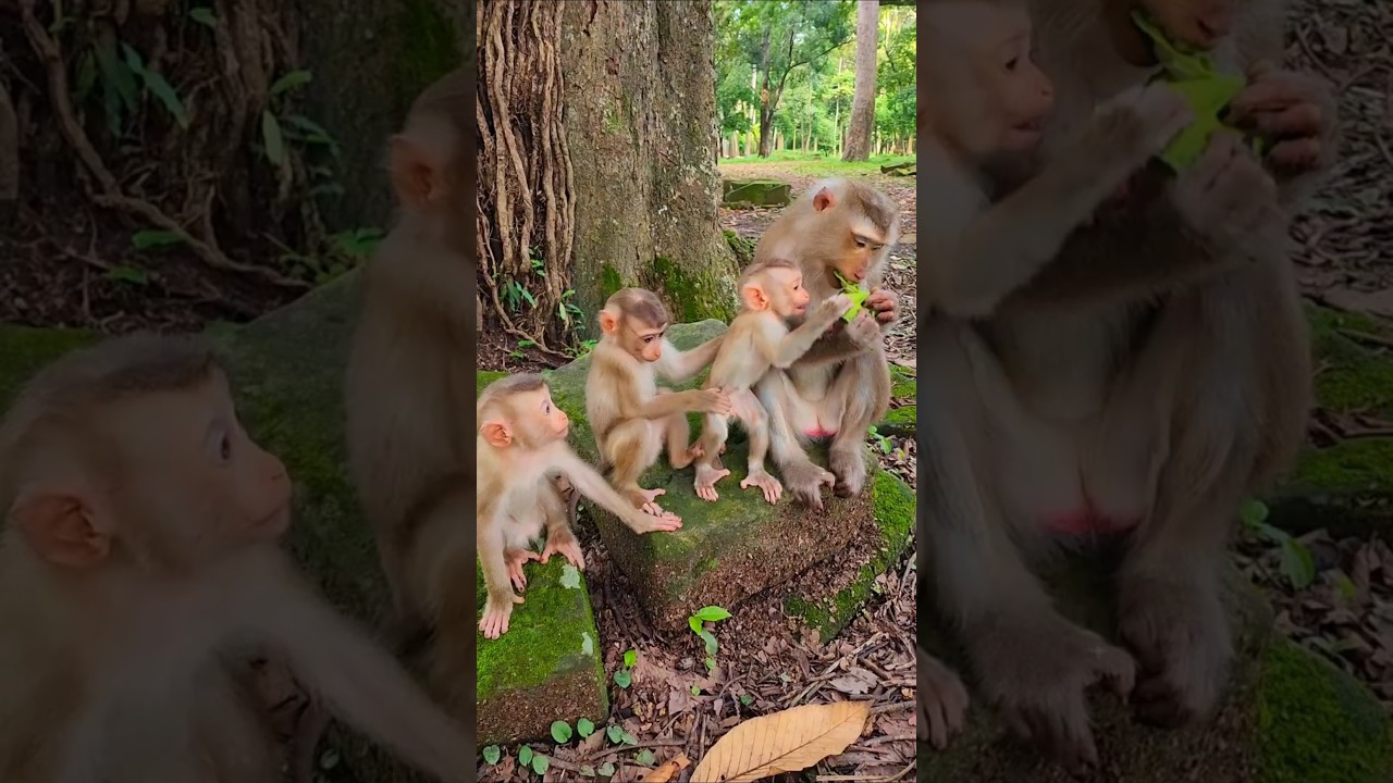 Adorable Cute Babies Monkey Eating Lotus