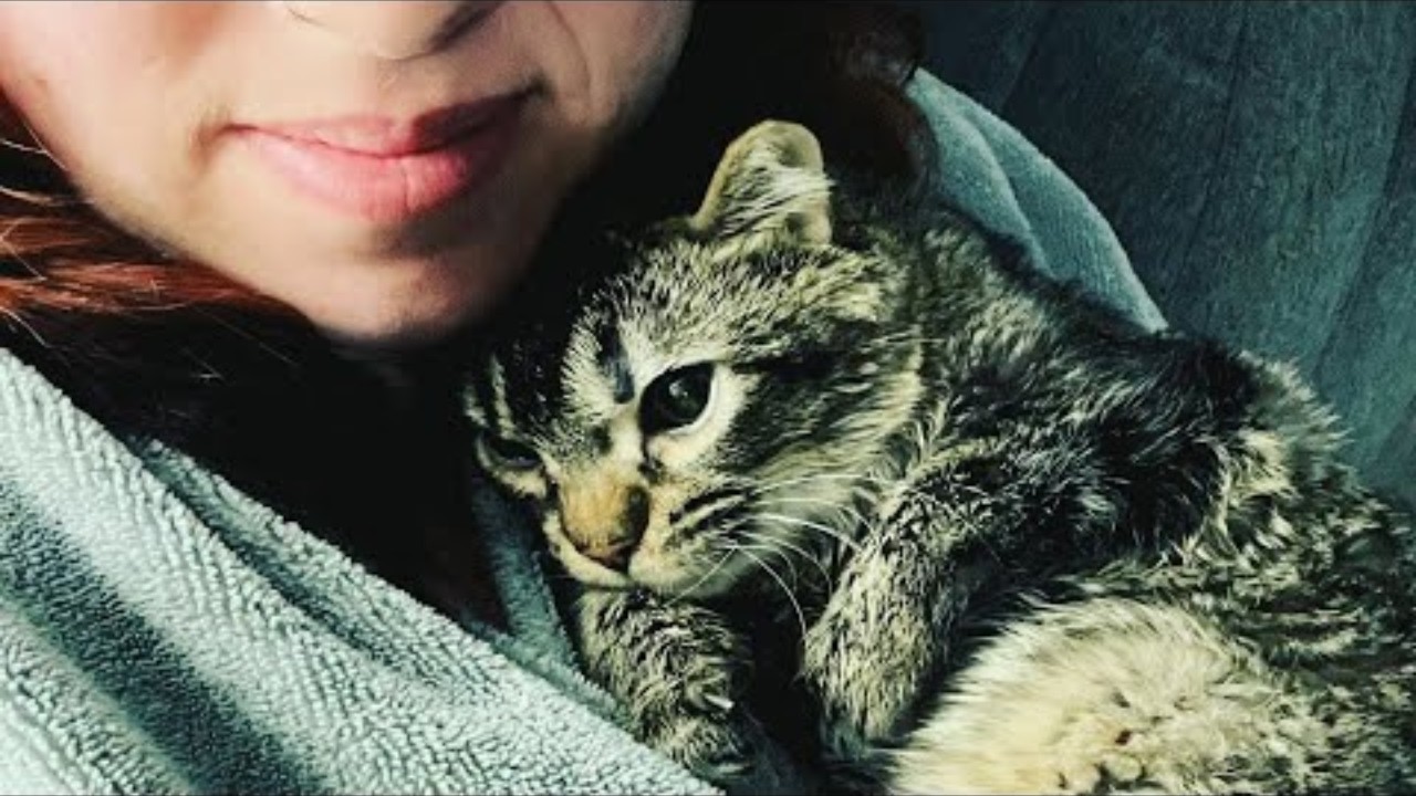 This kitten's mother didn't want him  So a woman raised him like her baby
