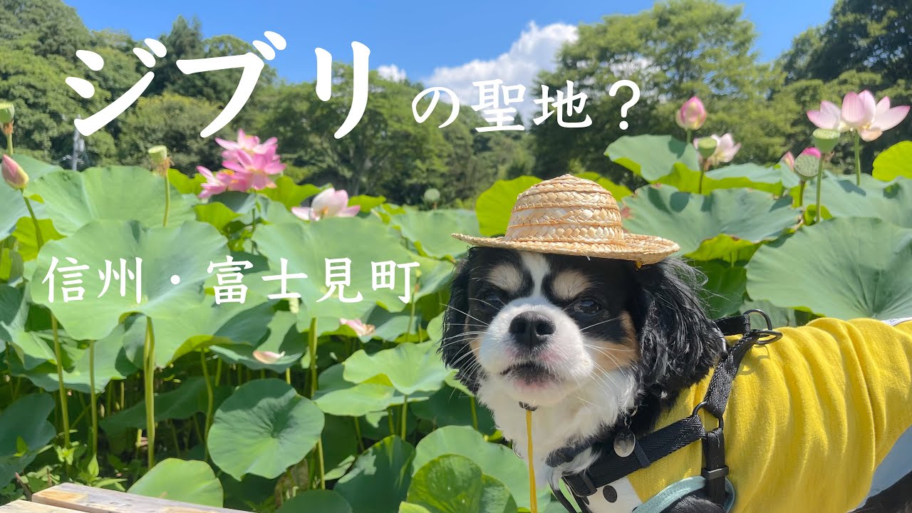 【犬と歩く信州】八ヶ岳の麓　富士見町はジブリの聖地かも…？/ 井戸尻史跡公園 / そば処おっこと亭