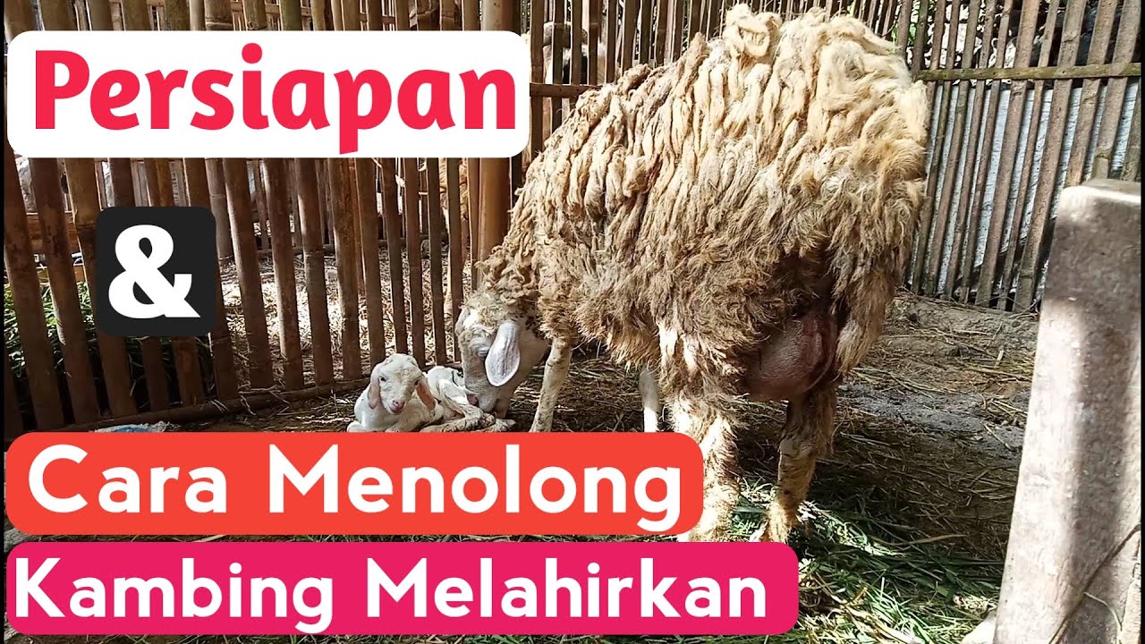 Cara Menolong Kambing Melahirkan