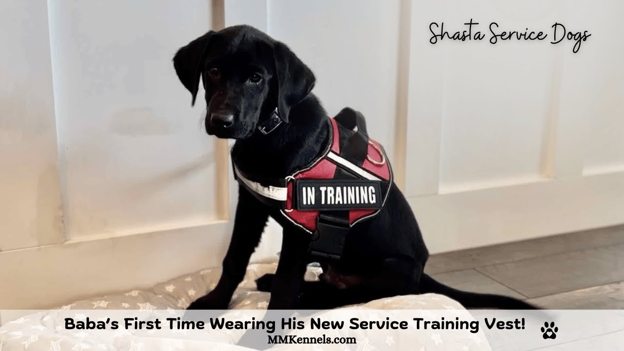 🐾  Baba's First Day Wearing His Service Vest 