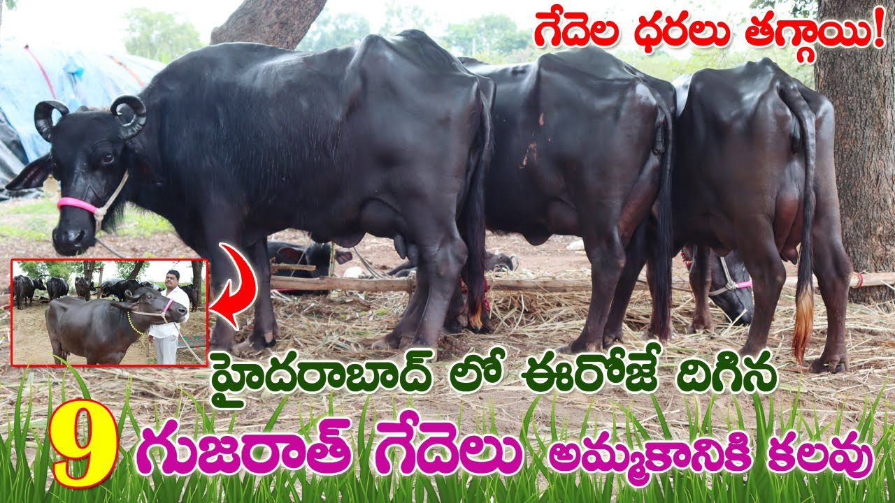హైదరాబాద్ లో ఈరోజే దిగిన 9 గుజరాత్ గేదెలు అమ్మకానికి కలవు| Bunny Buffaloes for sale | తగ్గిన  ధరలు!