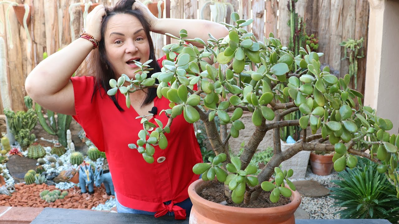 Planta JADE infestada de cochonilhas .