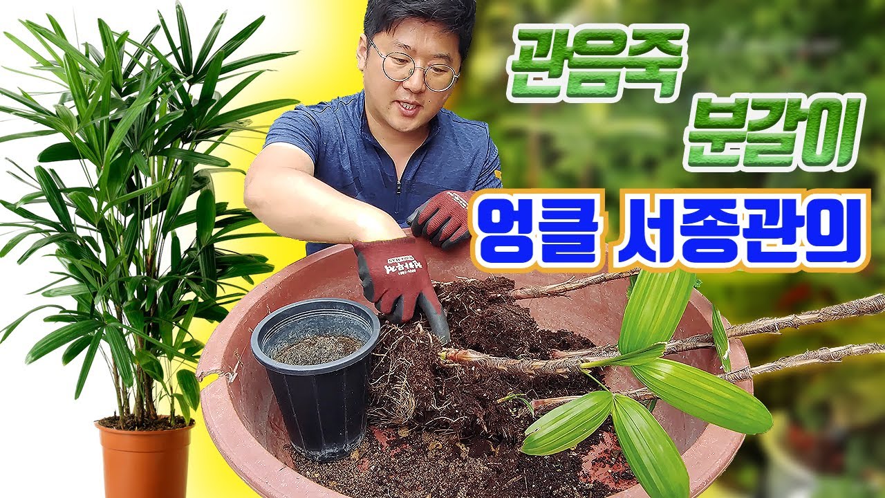 관음죽 키우기 🌿 관음죽 번식 🌳 Rhapis excelsa care Rhapis excelsa palm