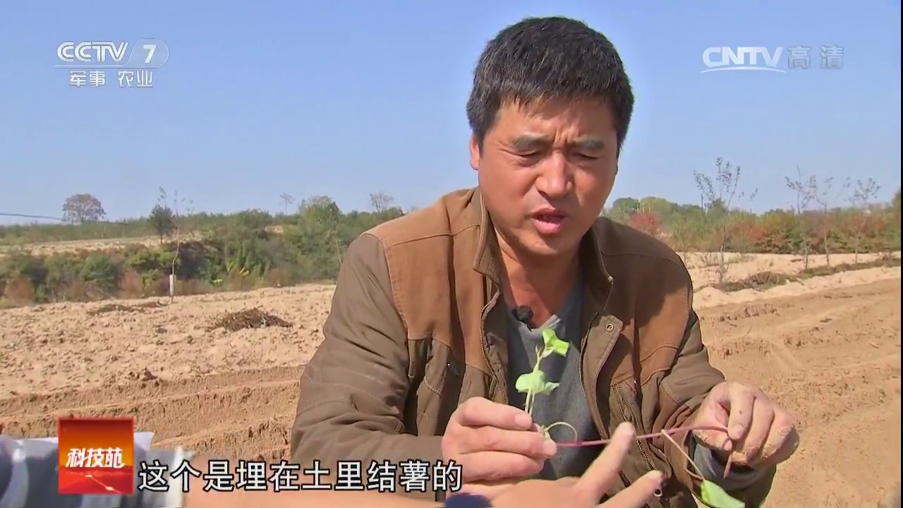 20170109 科技苑  种红薯 实用高产的新方法