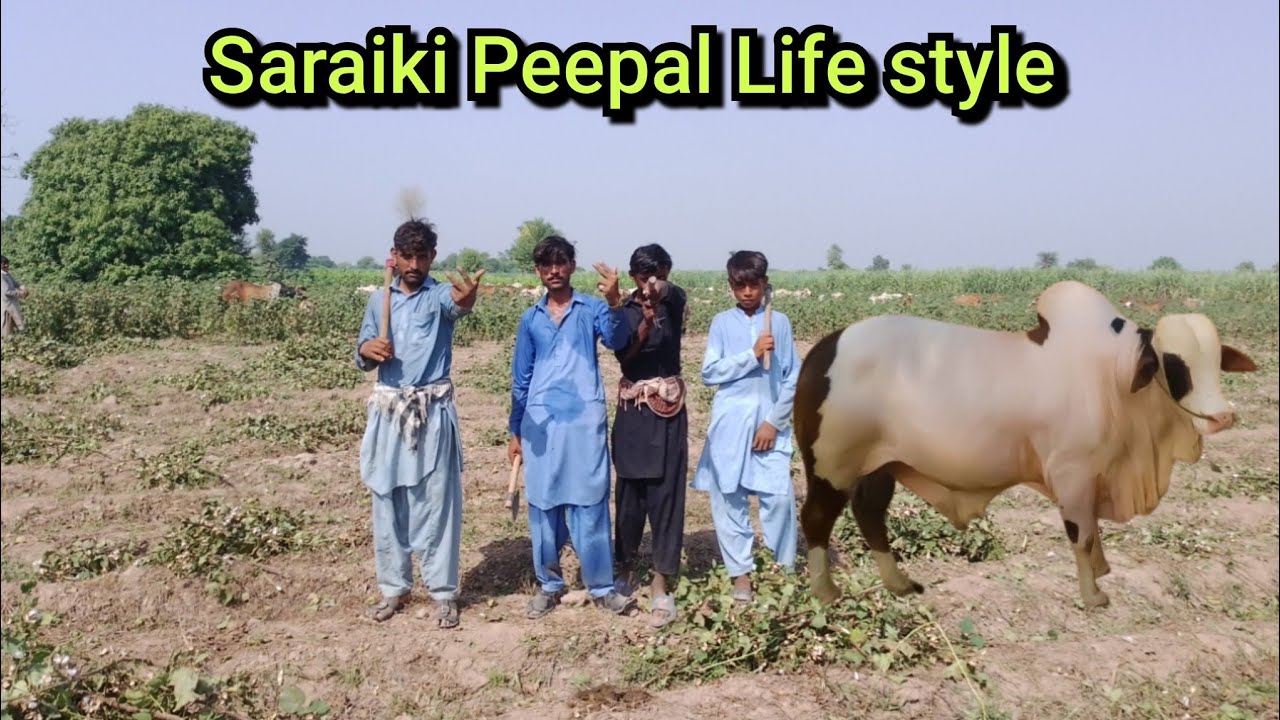 cholistani bail very dangerous vlog Saraiki Peepal Morning Lifestyle ✌🌹