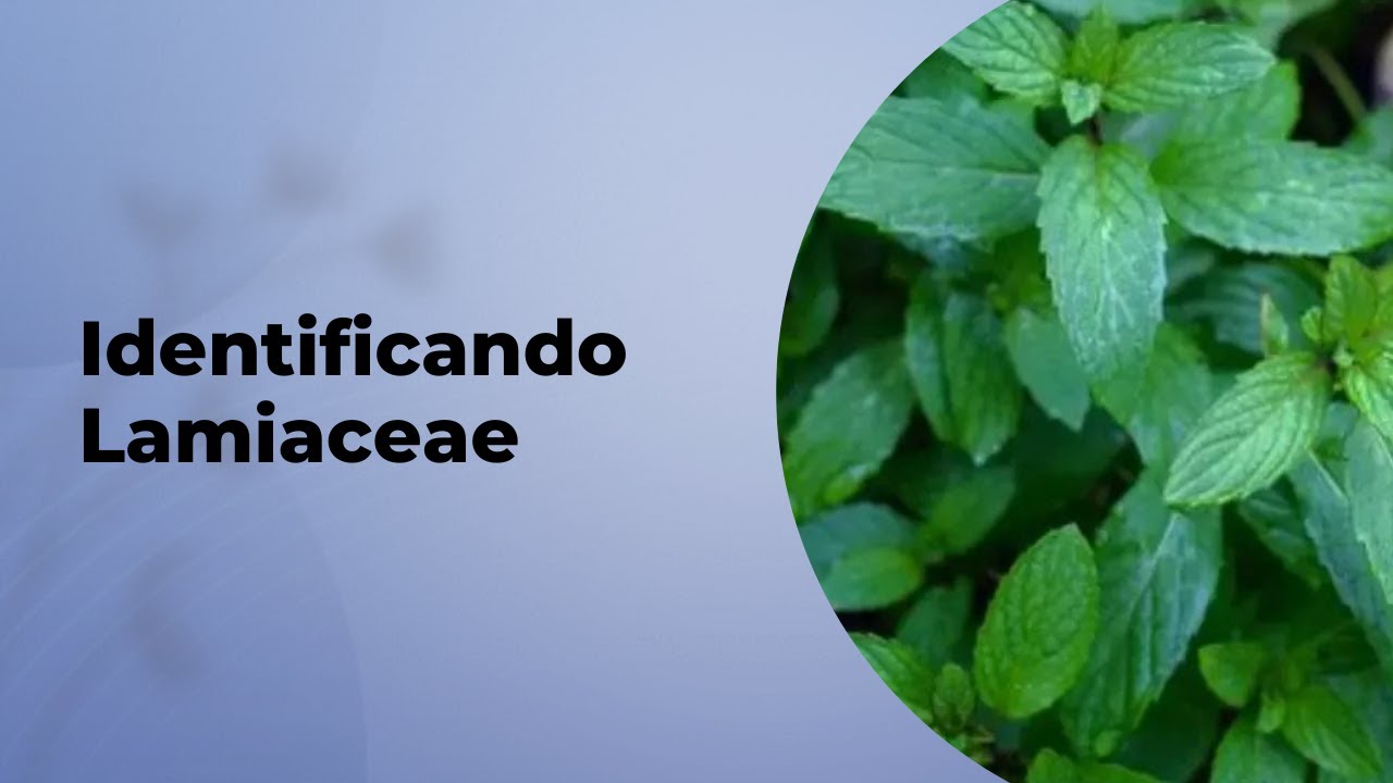 COMO IDENTIFICAR A FAMÍLIA LAMIACEAE?