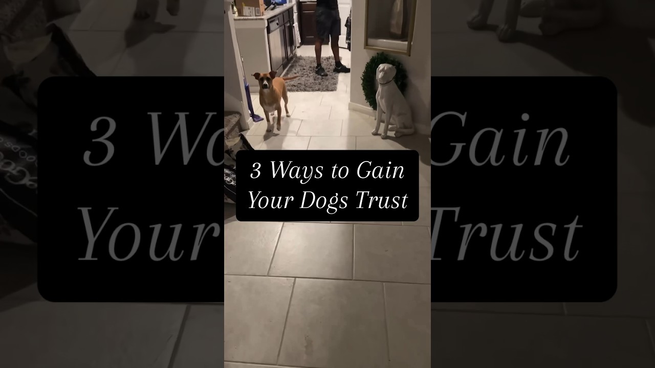 3 Ways to Gain Your Dogs Trust ✨|Part 1| 
