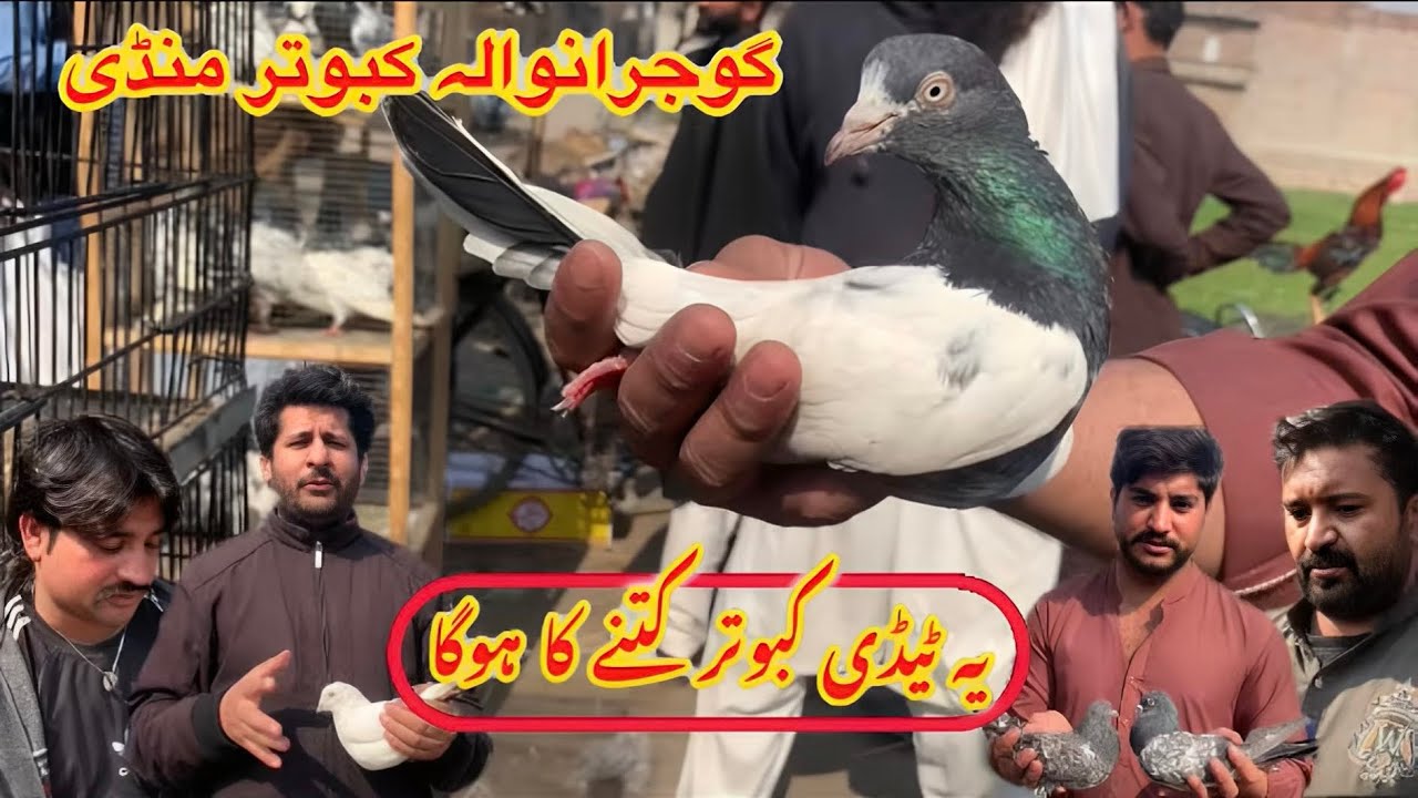 Gujranwala Kabutar Mandi || Ep 196 || گوجرانوالہ کبوتر منڈی 