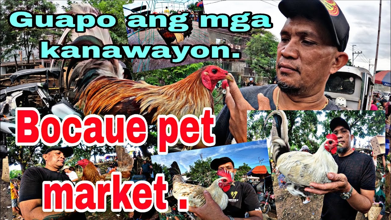 Guapo ang mga kanawayon , Bocaue pet market .