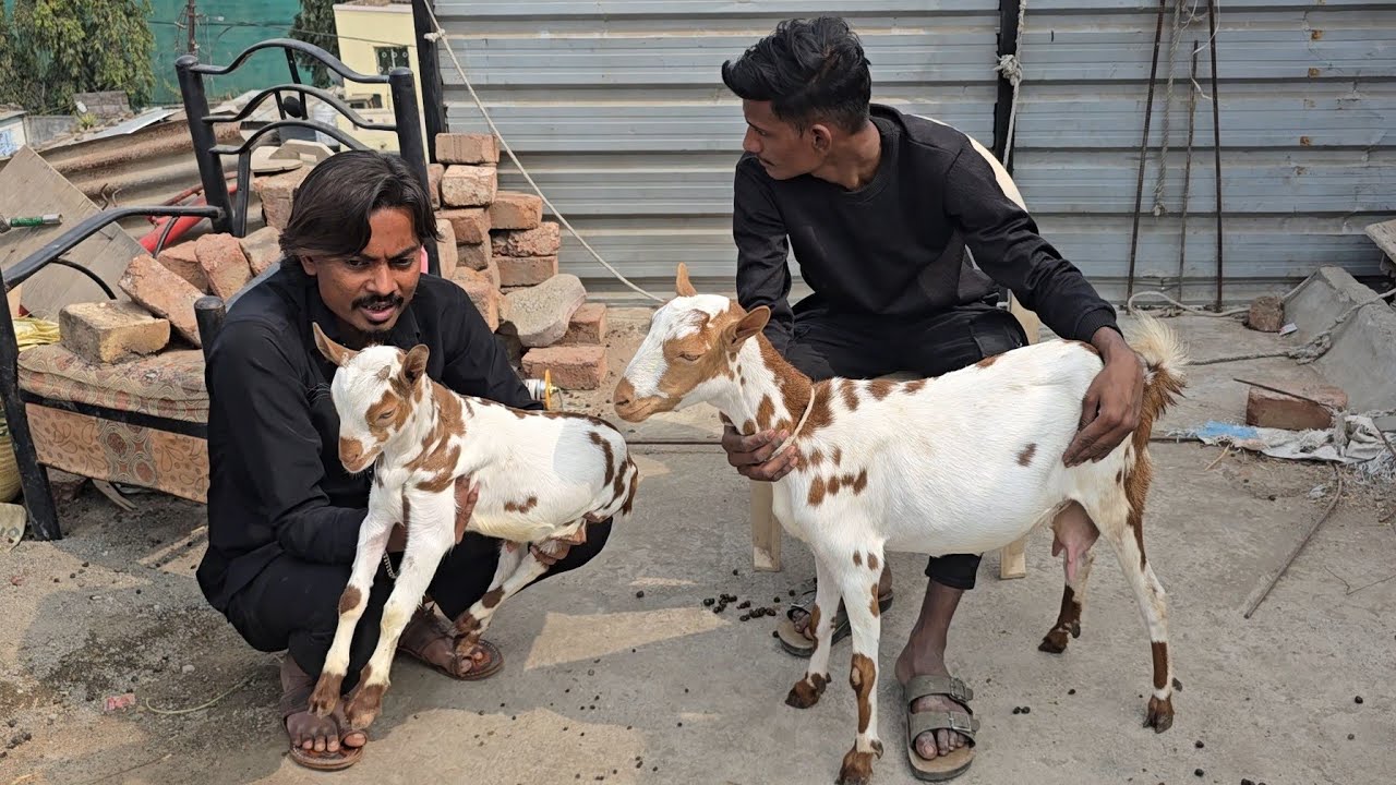 Quality Barbari goats at Sk goats Aurangabad 