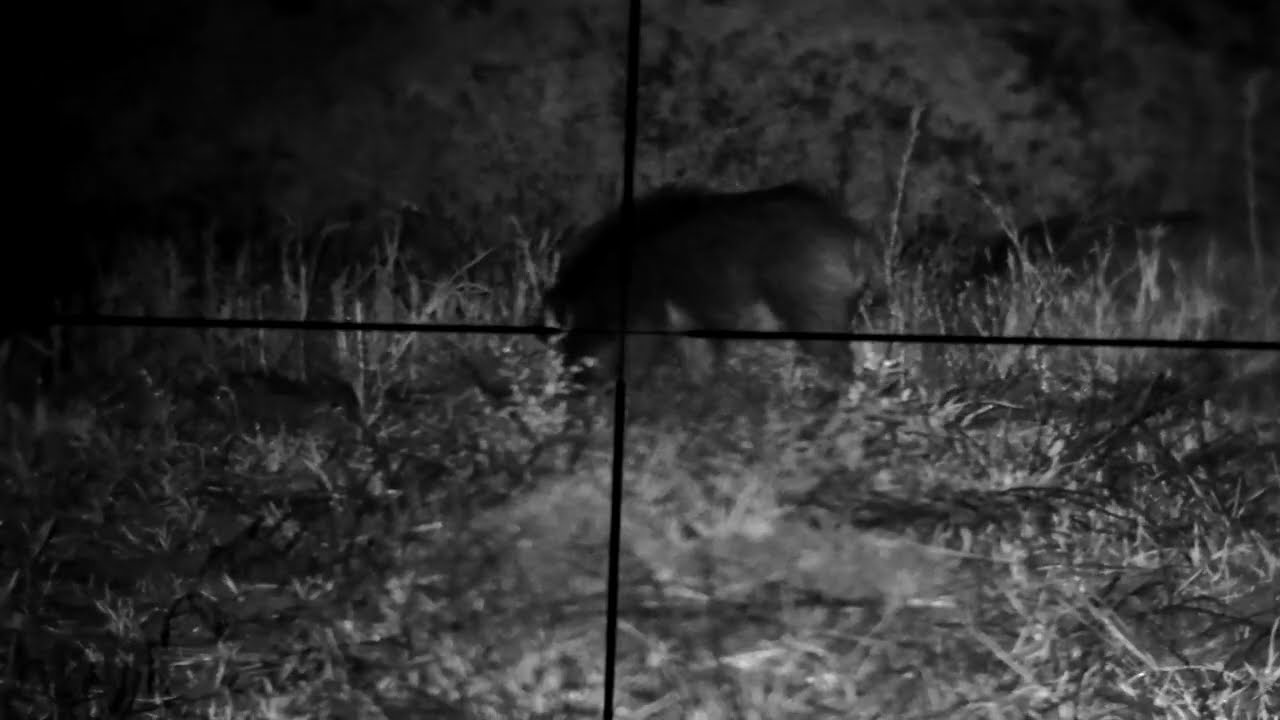Wild boars are digging - MEOPTA ZD TACTICAL 4-16x44 & PARD NV007 SP850 LRF (Divlje svinje kopaju)