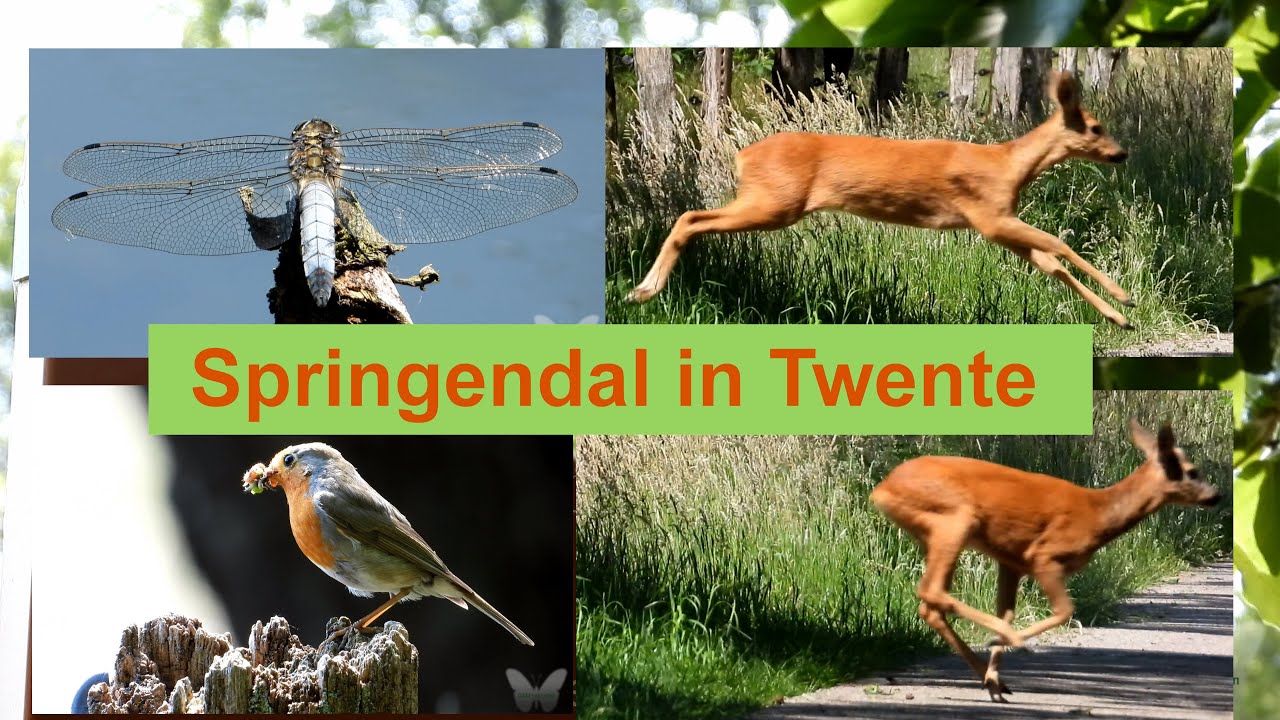 Springendal in Twente