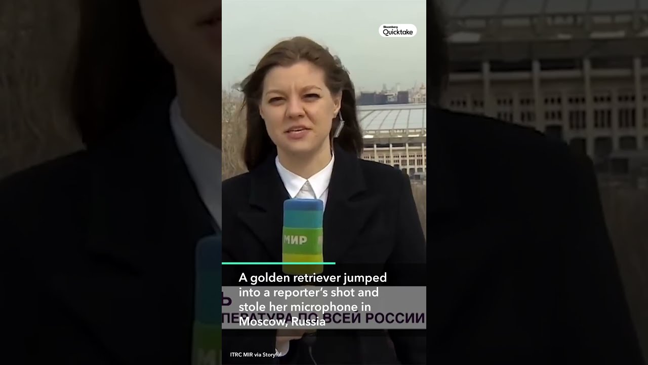 Golden Retriever Steals Reporter's Mic During Live Weather Report #Shorts