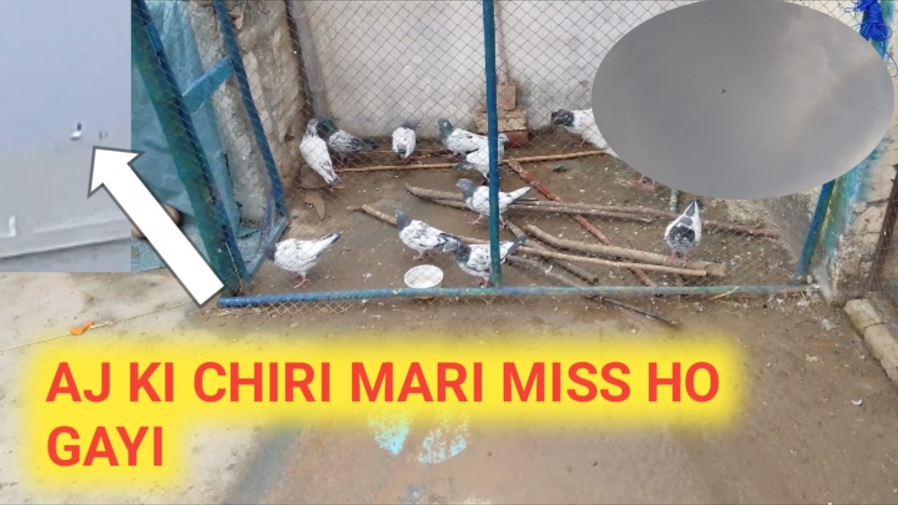 Aj ki chiri mari miss ho gayi 