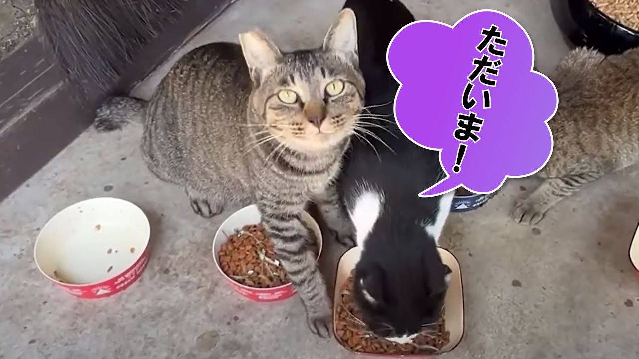 七夕にトラちゃんとドラちゃんが帰ってきました✨１カ月ぶりの猫ちゃんファミリー勢揃いの日の出来事は❓　♯保護猫 