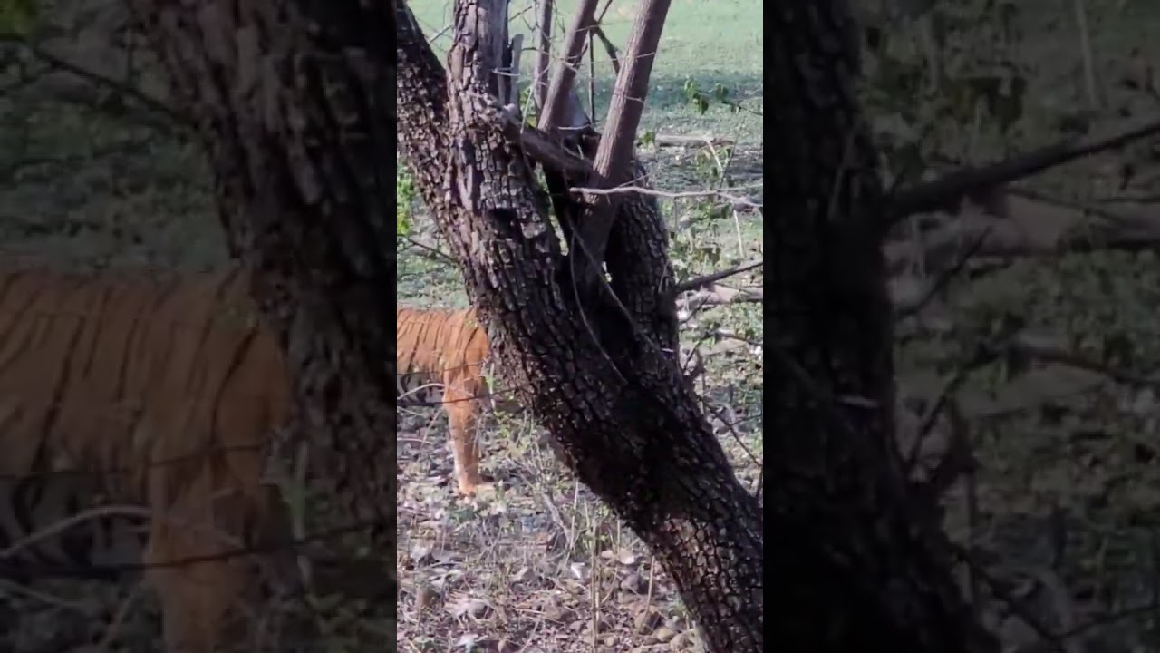 Tiger sighting at Bor Tiger Reserve Wardha