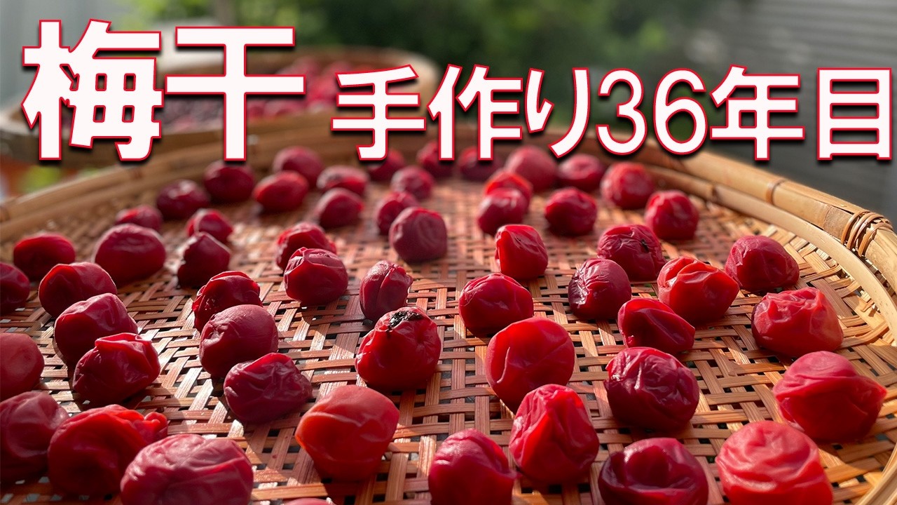 毎日の健康に欠かせない！塩だけで作る手作りの【梅干】