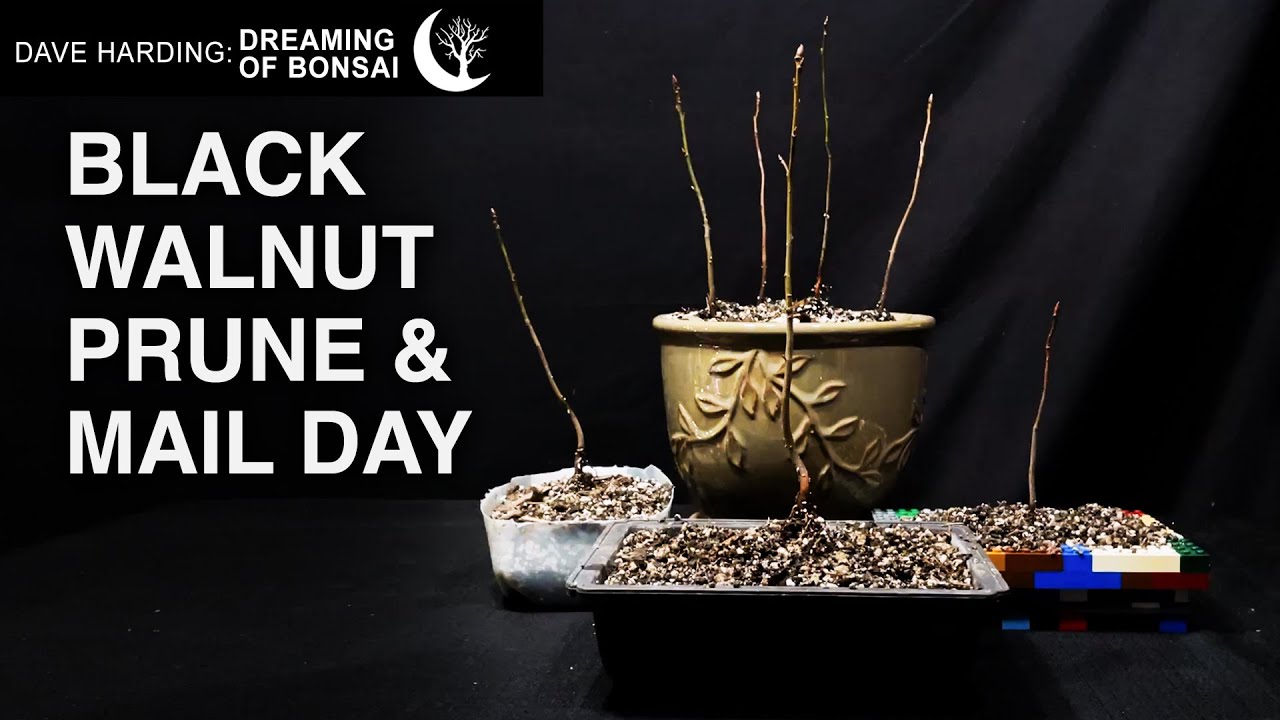 Black Walnut Bonsai Prune & Mail Day, March 2025